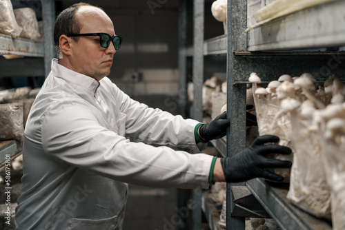 A mycologist from a mushroom farm grows lion's mane mushrooms scientist in white coat checks mushrooms holding them in his hands