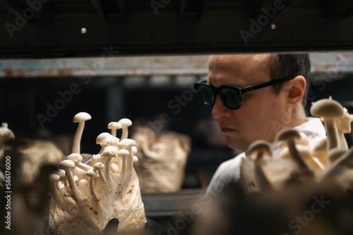 A mycologist from a mushroom farm grows shimeji mushrooms the scientist looks at the mushrooms on the shelves