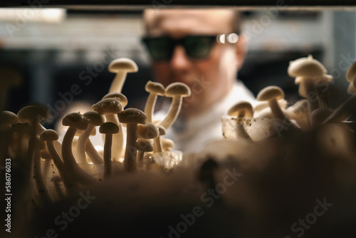 A mycologist from a mushroom farm grows shimeji mushrooms the scientist looks at the mushrooms on the shelves