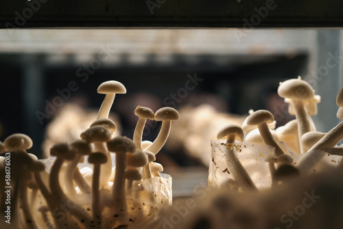 Cultivation of shimiji mushrooms Eco food Biofarm Vegetarian food edible mushrooms grow in plastic bags on shelves food photo