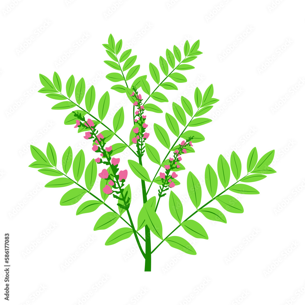 Medicine Plant Licorice, Green Branch With Leaves and flower. Flat