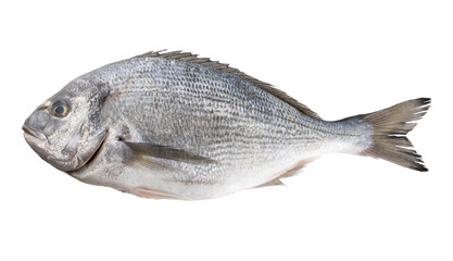 isolated photo of fresh dorado fish