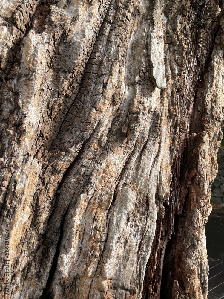 the texture of a twisted tree the texture of a twisted tree