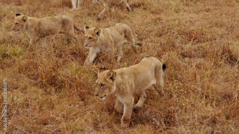 Lioness And Cubs Walking On Dry Tall Grass Lioness And Cubs Walking On Dry Tall Grass