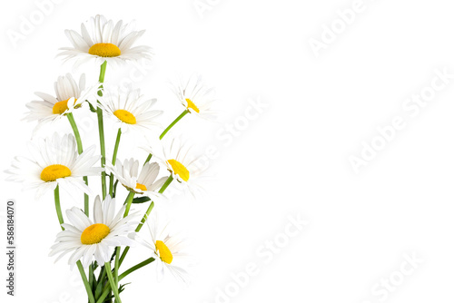 Print op canvas daisy flowers on transparent background