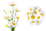 daisy flowers on transparent background