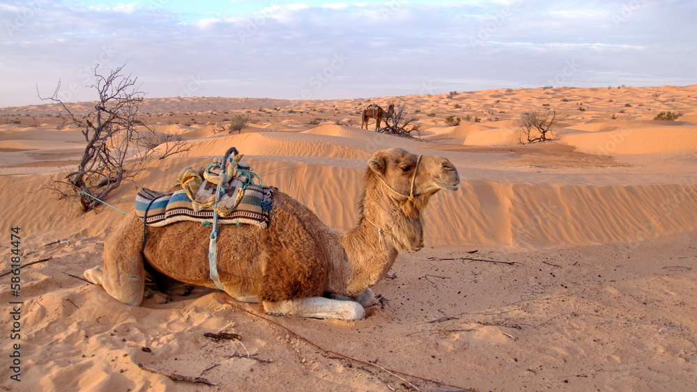 Fototapeta premium Caravan camel with a saddle sitting in the sand, in the Sahara, outside of Douz, Tunisia