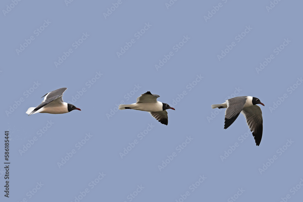 Obraz premium Laughing Gull: photo-illustration of gulls in flight, showing three different wing positions, with copy space.