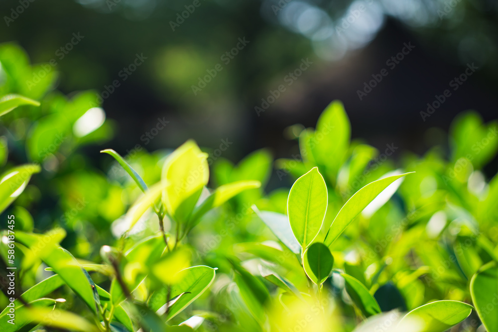 Closeup nature view of green leaf on sunlight using as background and fresh ecology wallpaper concept Closeup nature view of green leaf on sunlight using as background and fresh ecology wallpaper concept