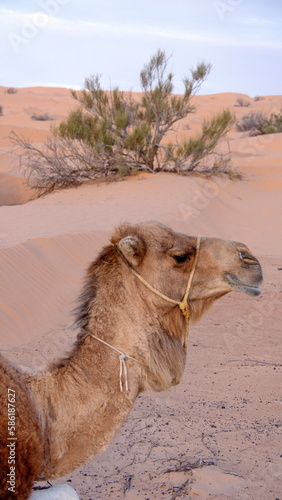 Close up of a camel wearing a halter in the Sahara, outside of Douz, Tunisia