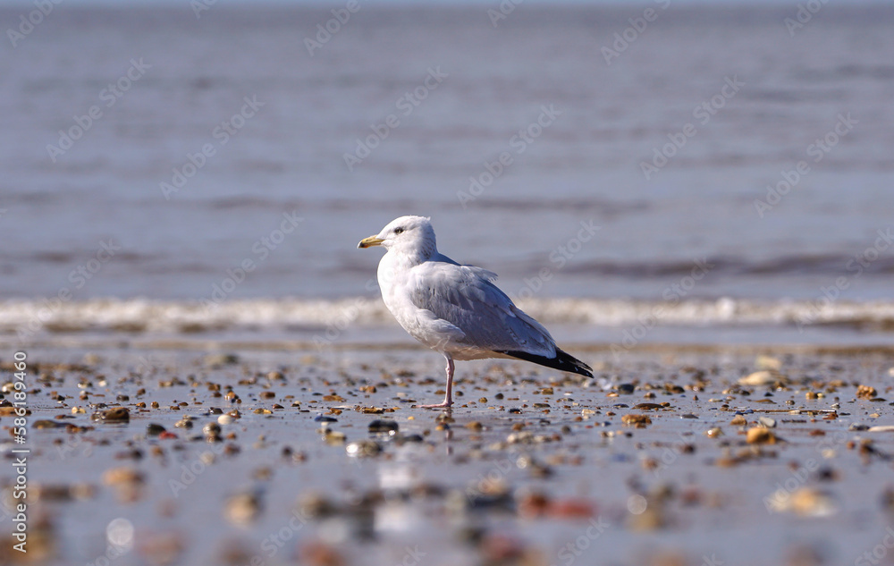 Common seagull on a beach at low tide Common seagull on a beach at low tide