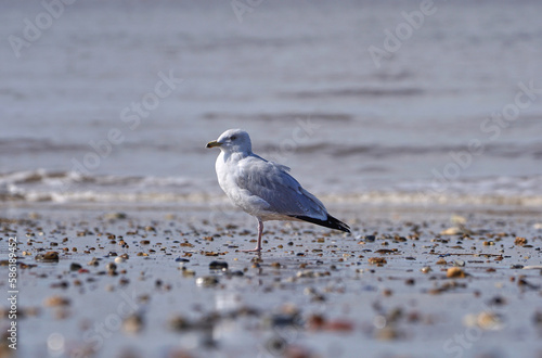 Common seagull on a beach at low tide