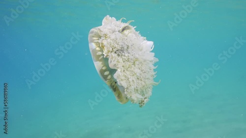 Close up of Upside Down Jellyfish (Cassiopea andromeda) swimming in blue water on bright sunny day in sunbeam, slow motion photo