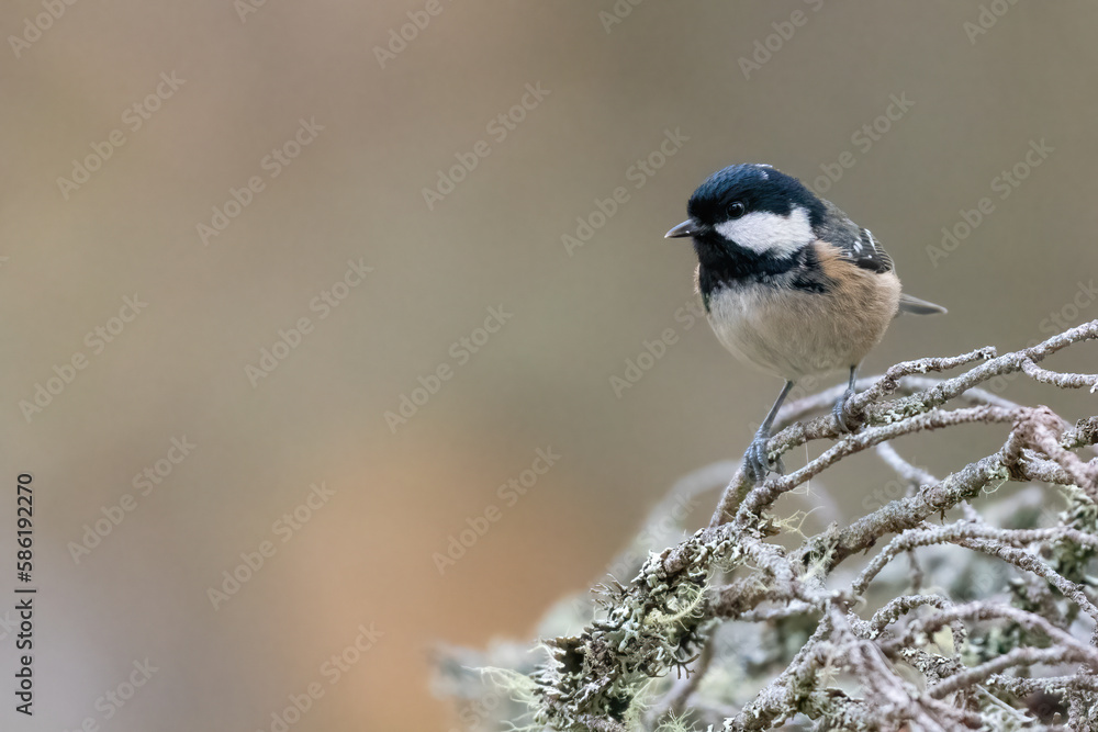 Coal tit (Periparus ater), Cairngorms, Scotland Coal tit (Periparus ater), Cairngorms, Scotland