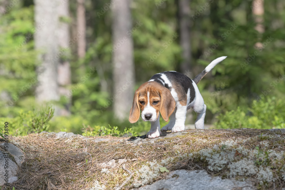 Cute eight weeks old beagle puppy exploring the forest for the first time