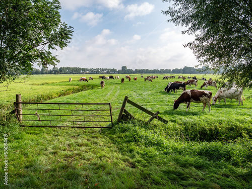 Diary cows grazing on green pasture in polder near Langweer, Friesland, Netherlands