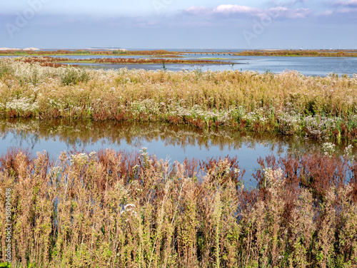 Marshes with marsh vegetation, mudflats, shallow pools, creeks and sheltered, shallow water on Marker Wadden island, Netherlands