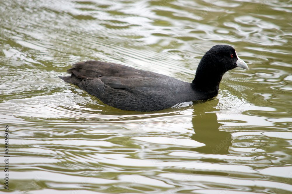the Eurasian coot is swimming in the lake the Eurasian coot is swimming in the lake