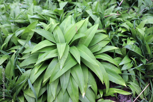 Young leaves of Ramsons  Allium ursinum in early spring. Allium ursinum is a bulbous  perennial herbaceous monocot  that reproduces primarily by seed.