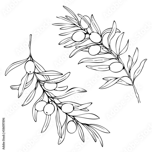 Hand drawn olive vector set isolated on a white background.