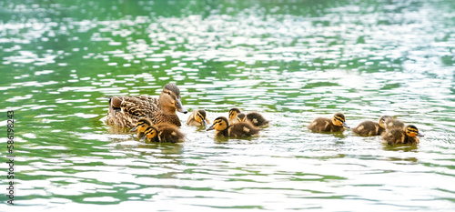 Mallard Duck with her little ducklings swims in water, abstract natural background. young animal family, Little ducklings with mom duck in pond. concept of protection of wild animals and environment. © Ju_see