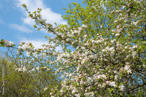 budding trees and blooming apple branches, closeup