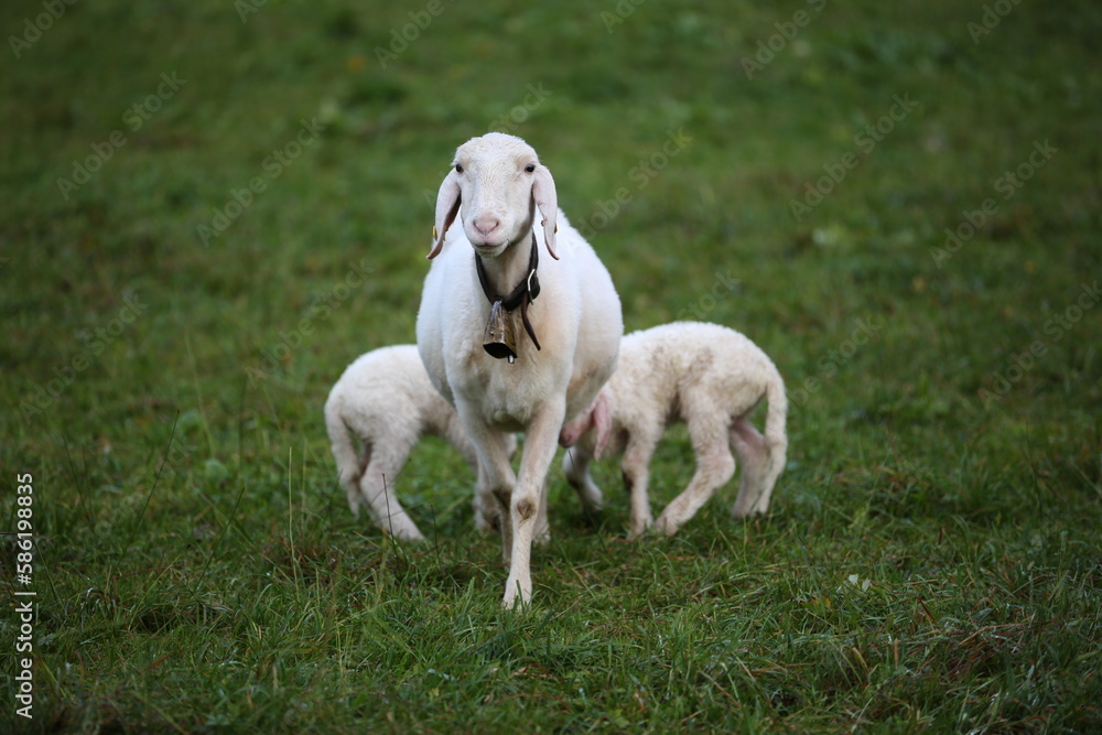 Sheep with lambs. Europe. Agriculture, farming Sheep with lambs. Europe. Agriculture, farming