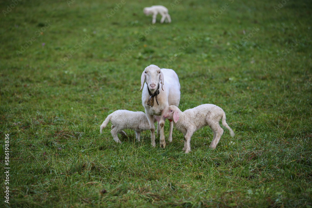 Fototapeta premium Sheep with lambs. Europe. Agriculture, farming