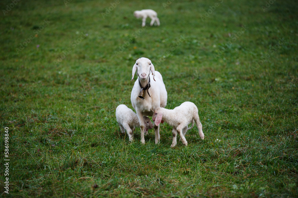 Sheep with lambs. Europe. Agriculture, farming