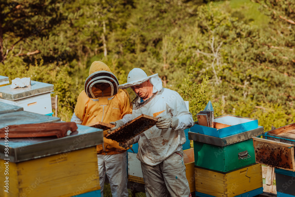 Beekeepers checking honey on the beehive frame in the field. Small business owners on apiary. Natural healthy food produceris working with bees and beehives on the apiary. Beekeepers checking honey on the beehive frame in the field. Small business owners on apiary. Natural healthy food produceris working with bees and beehives on the apiary.