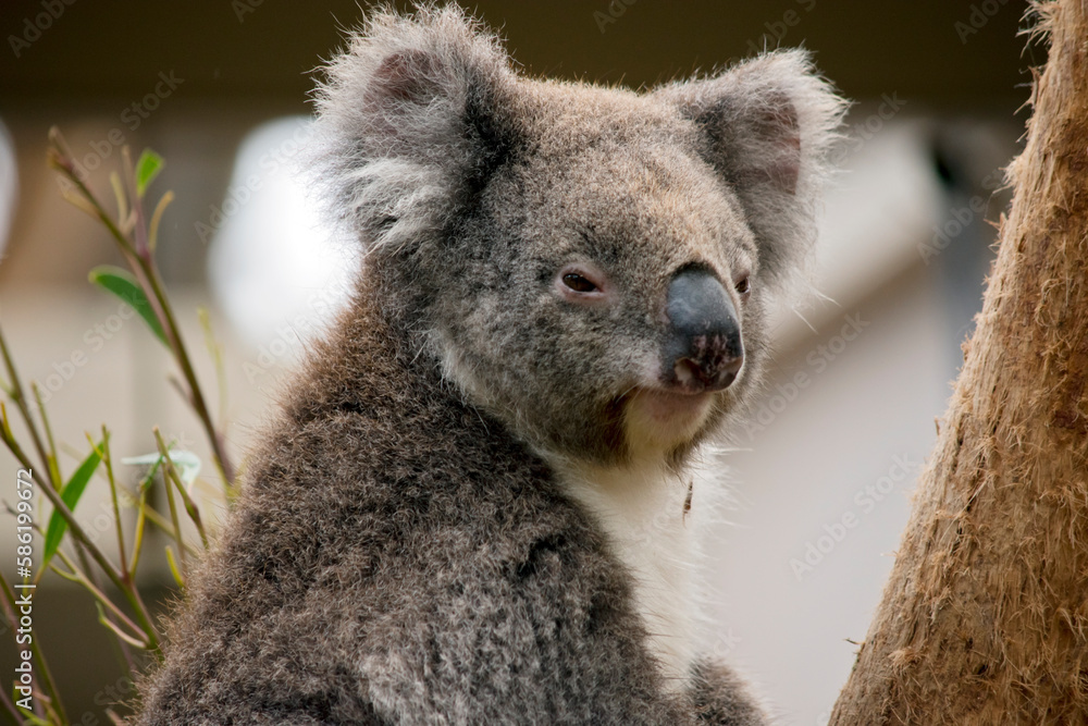 Obraz premium the koala is not a bear but a marsupial