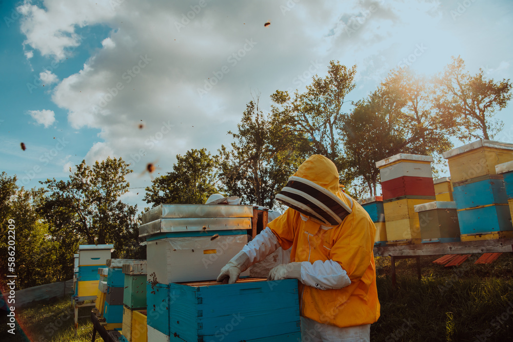 Beekeeper checking honey on the beehive frame in the field. Beekeeper on apiary. Beekeeper is working with bees and beehives on the apiary.