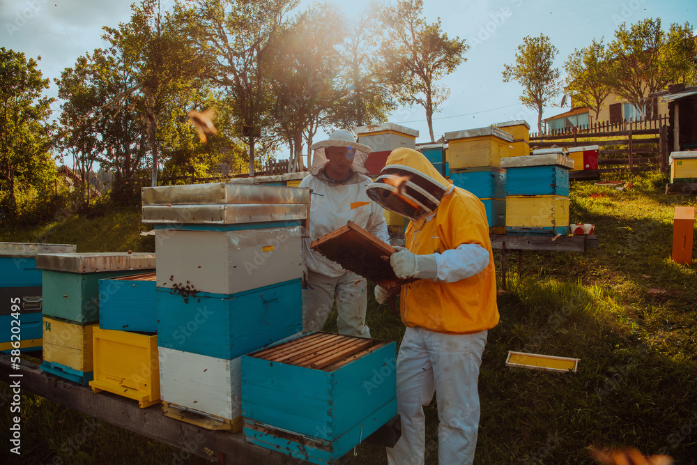 Beekeepers checking honey on the beehive frame in the field. Small business owners on apiary. Natural healthy food produceris working with bees and beehives on the apiary. Beekeepers checking honey on the beehive frame in the field. Small business owners on apiary. Natural healthy food produceris working with bees and beehives on the apiary.