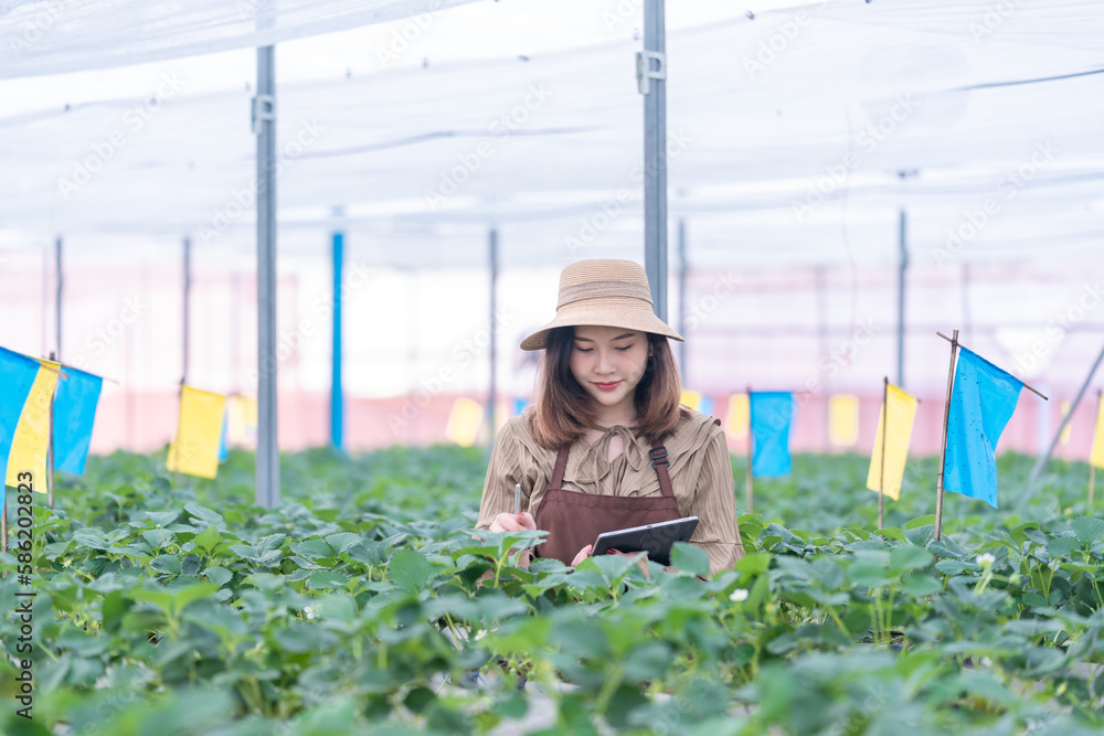 Female scientist inspecting strawberry plants growing in greenhouse. Girl with digital tablet working in a greenhouse. Farmer controlling strawberry in greenhouse. Greenhouse and organic healthy food Female scientist inspecting strawberry plants growing in greenhouse. Girl with digital tablet working in a greenhouse. Farmer controlling strawberry in greenhouse. Greenhouse and organic healthy food