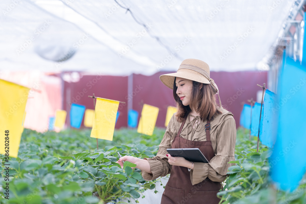 Female scientist inspecting strawberry plants growing in greenhouse. Girl with digital tablet working in a greenhouse. Farmer controlling strawberry in greenhouse. Greenhouse and organic healthy food Female scientist inspecting strawberry plants growing in greenhouse. Girl with digital tablet working in a greenhouse. Farmer controlling strawberry in greenhouse. Greenhouse and organic healthy food