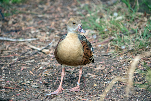 the plumed wistling duck is walking looking for food photo