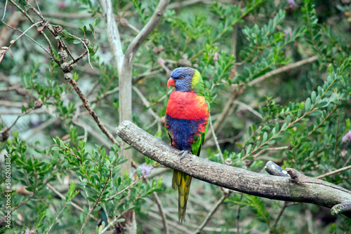 the rainbow lorikeet is perched on a tree branch © susan flashman