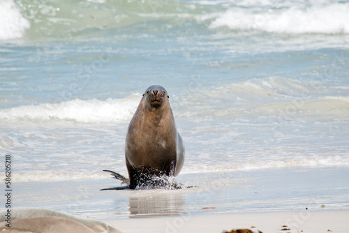 the male sea lion is all grey with a little black