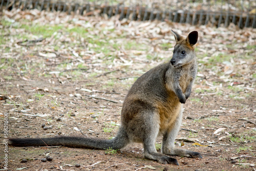 the swamp wallaby is standing on its hind legs