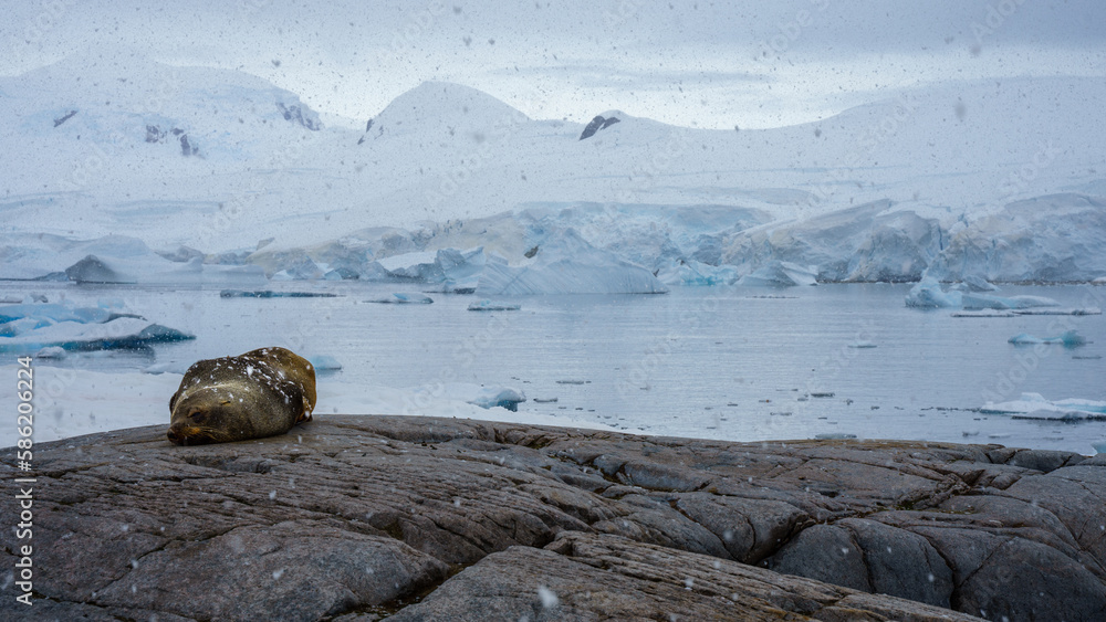 Naklejka premium Sea wolf in Antarctica 