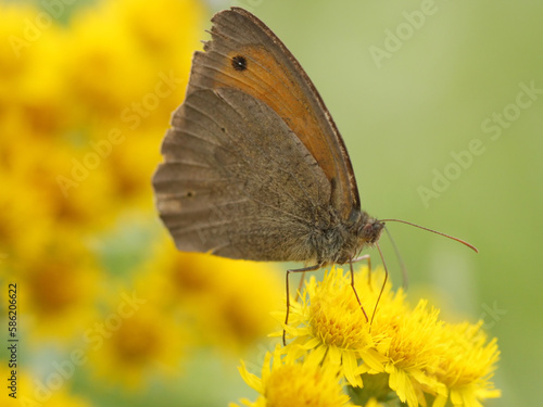A butterfly with folded wings sits on a yellow meadow flower.
