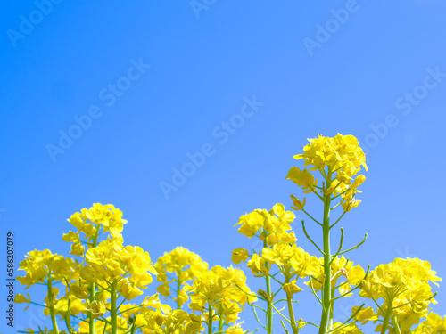 青空と菜の花