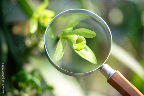 Image of Vanilla flowers through the magnifying glass in plantation, Vanilla fargrans (Salish) Ames, Vanilla Planifolia