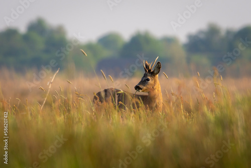 Roe buck in springtime among long grasses in a field along the Dutch Hunze river - Hunzedal, Drenthe, The Netherlands. photo