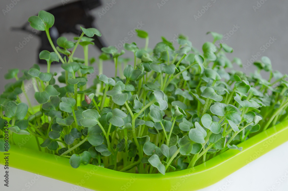 microgreens from daikon seeds for lettuce grown microgreens from daikon seeds for lettuce grown
