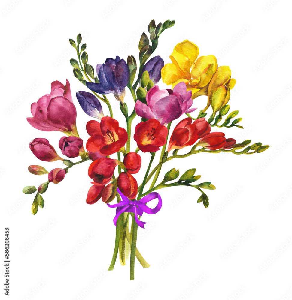 Fototapeta premium Watercolor wild flower. Bouquet of colorful freesias on a white background
