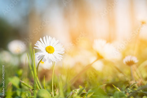 fresh daisies in the field at sunset photo