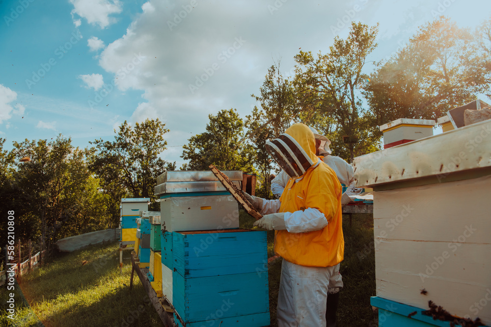 Beekeepers checking honey on the beehive frame in the field. Small business owners on apiary. Natural healthy food produceris working with bees and beehives on the apiary. Beekeepers checking honey on the beehive frame in the field. Small business owners on apiary. Natural healthy food produceris working with bees and beehives on the apiary.