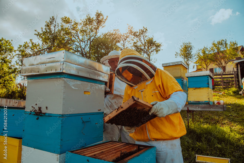 Beekeepers checking honey on the beehive frame in the field. Small business owners on apiary. Natural healthy food produceris working with bees and beehives on the apiary. Beekeepers checking honey on the beehive frame in the field. Small business owners on apiary. Natural healthy food produceris working with bees and beehives on the apiary.