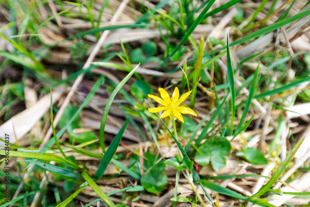 Yellow early blooming yellow flower and grass